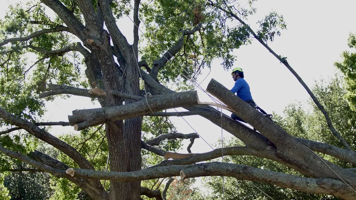 Professional Crown Thinning performed by certified arborists in North Greece