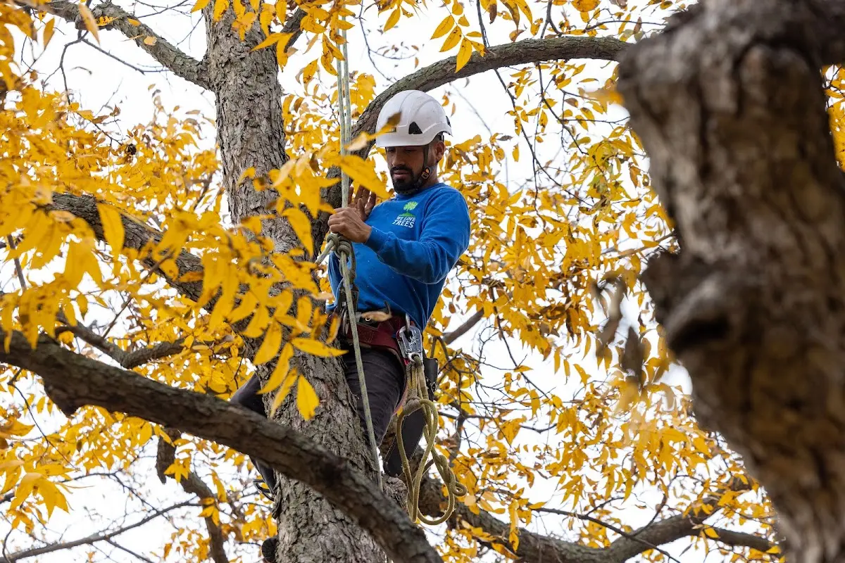 Skilled Storm Damage Cleanup crew working in North Greece