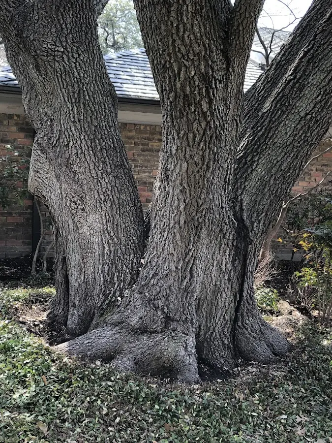 Mature heritage tree close to a North Greece property cared for by certified arborists